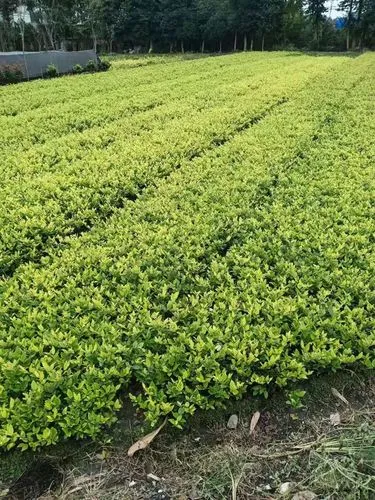 黄浦区市政绿化工程施工队